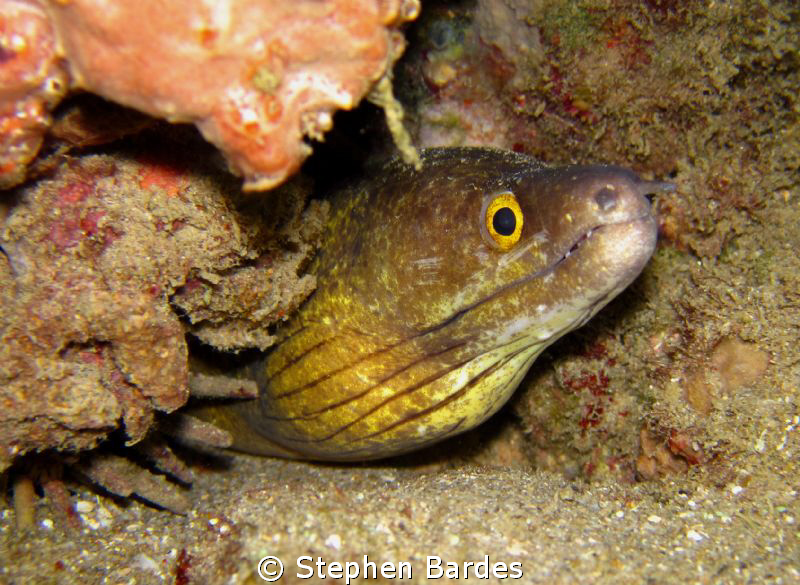 Mr Moray's home today by Stephen Bardes 
