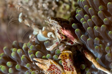 Porcelain Crab - Neopetrolisthes oshimai by Holger Koch 