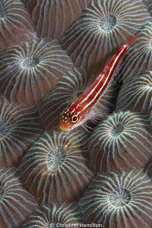 Tiny by Christine Hamilton 