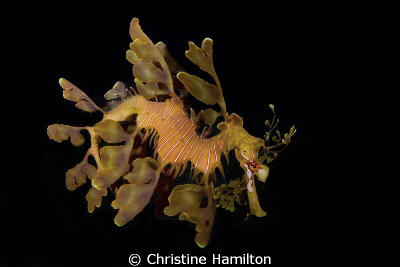 Classic Leafy Shot by Christine Hamilton 