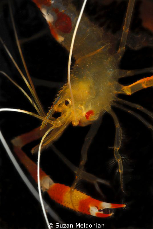Golden Coral Shrimp... just hangin around. by Suzan Meldonian 