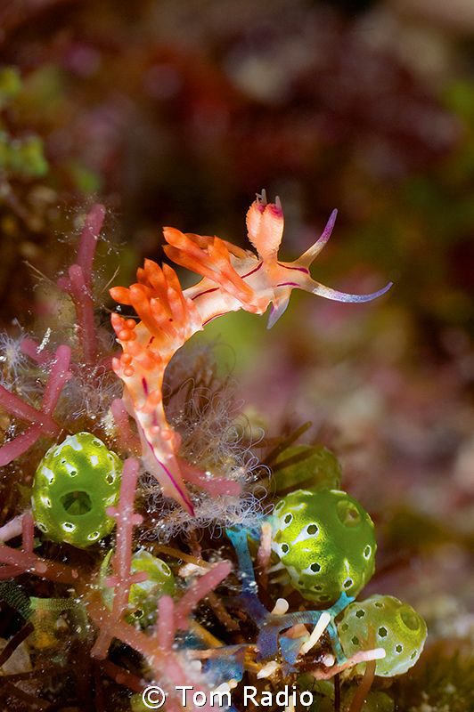 Flabellina
Sulawesi, Indonesia by Tom Radio 