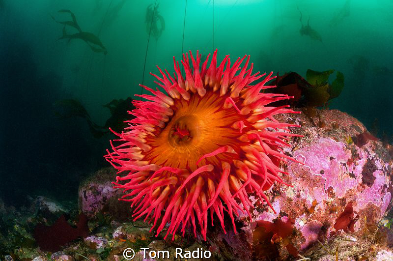 Rose Anemone
Puget Sound, WA, U.S.A. by Tom Radio 
