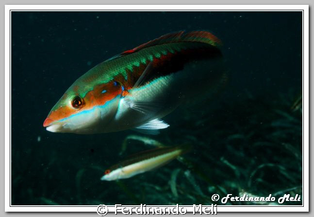 A beautiful male of Coris julis. The female can be seen i... by Ferdinando Meli 