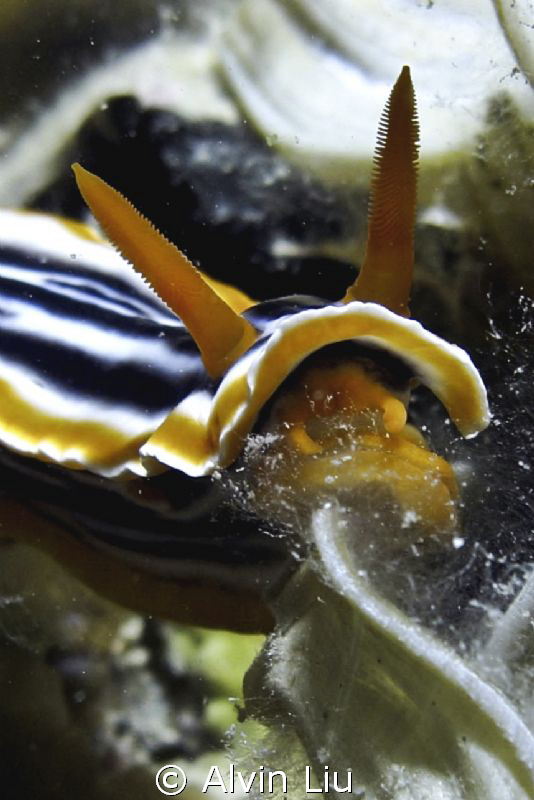 This Nudi Chromodoris Magnifica was eating while I shoote... by Alvin Liu 