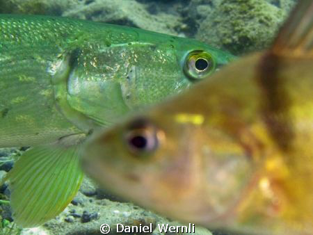 Summit meeting in the pond - pike king and perch lord by Daniel Wernli 