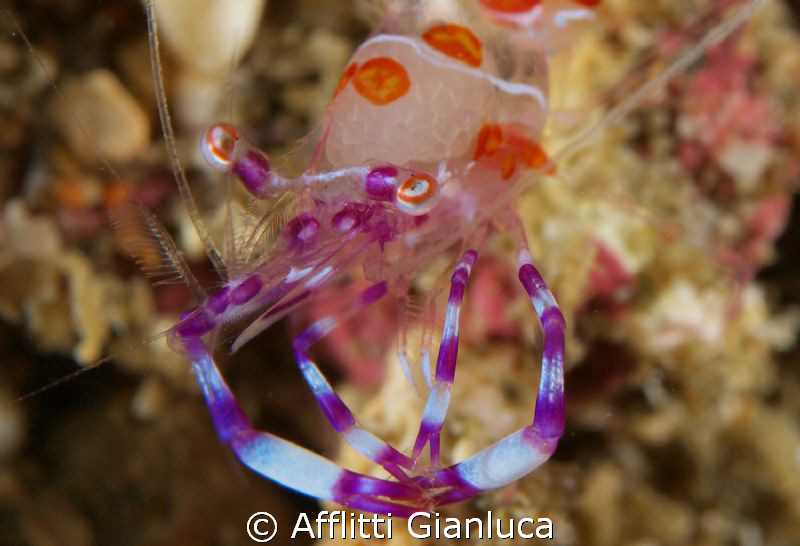 periclimenes by Afflitti Gianluca 