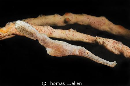 found in Lembeh; D200 by Thomas Lueken 
