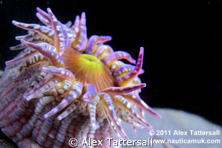 Gem Anemone taken in Kimmeridge Bay. by Alex Tattersall 