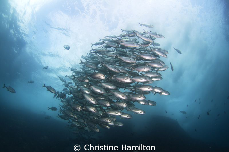 Jacks by Christine Hamilton 
