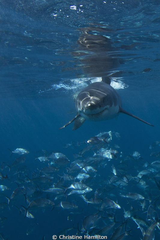 Great White by Christine Hamilton 