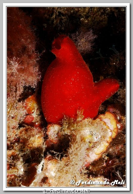 Halocynthia papillosa. by Ferdinando Meli 