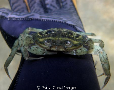 Curious Green Crab (Carcinus maenas) by Paula Canal Vergés 