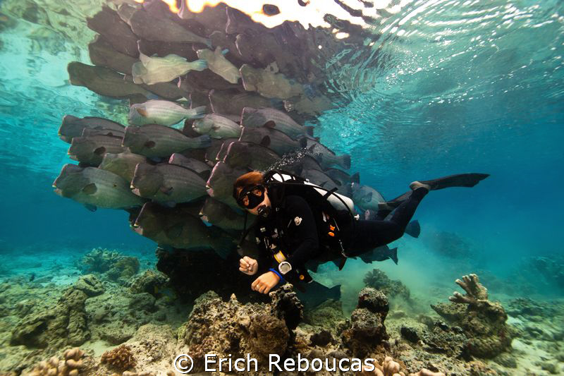 Diver and schooling bumpheads near the surface by Erich Reboucas 