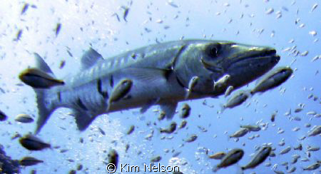 Barracuda guarding the USS Sheridan off Clearwater, FL by Kim Nelson 