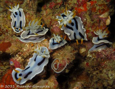 Chromodoris Dianae orgy and eggs. Photo taken under Seave... by Ricardo Gonzalez 