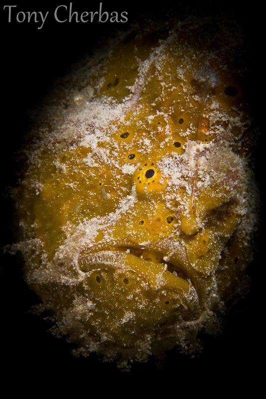 Found this guy in my backyard last night. Kinda looks lik... by Tony Cherbas 