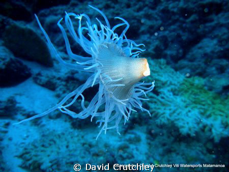 this collimorph was found drifting in the surge off bird ... by David Crutchley 