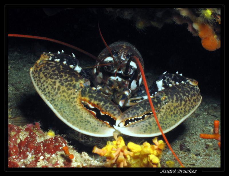 homard by André Bruchez 
