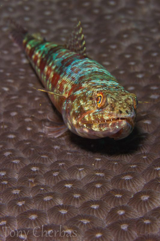 Lizardfish Basking by Tony Cherbas 