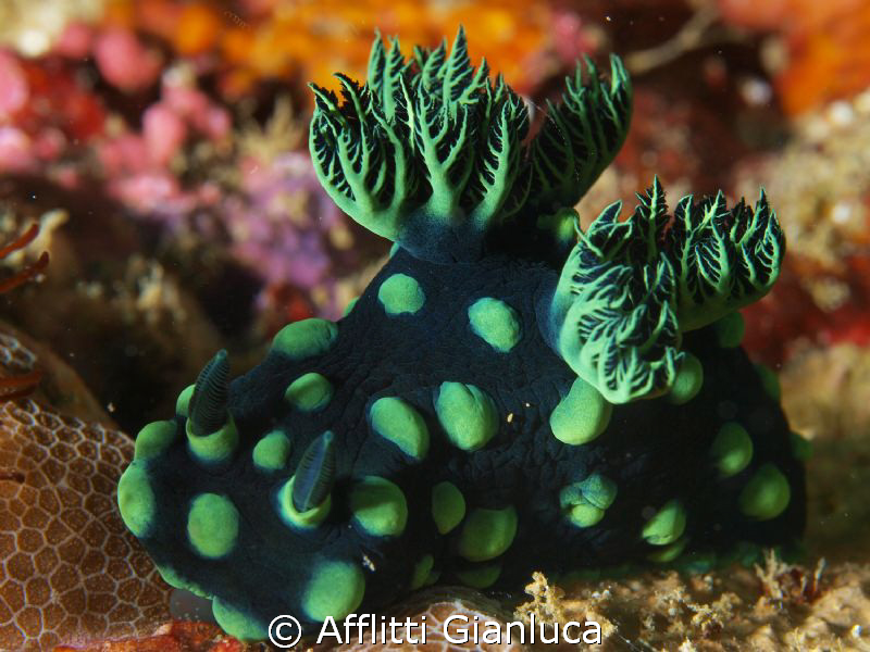 nembrotha cristata by Afflitti Gianluca 
