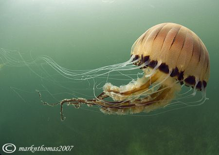 Compass jellyfish.
Connemara.
10.5mm. by Mark Thomas 