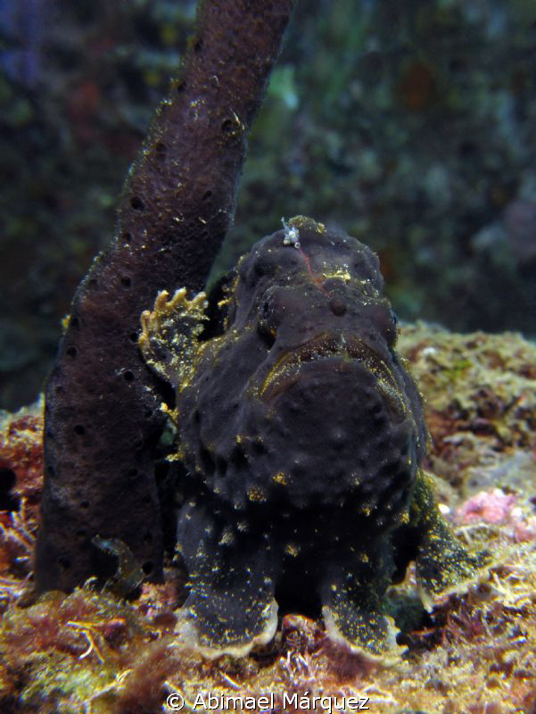 Frogfish, Aguadilla, PR. by Abimael Márquez 