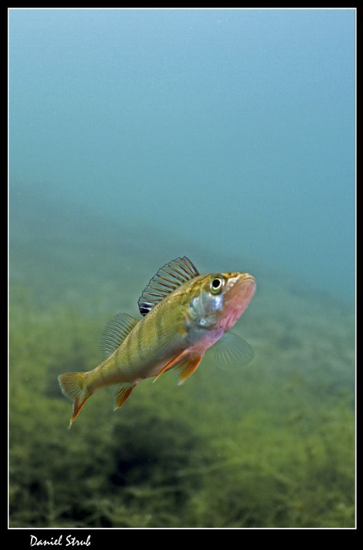 Wonderful diving in our ponds :-D by Daniel Strub 