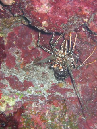 giant lobster from grand caymen , this picture is right s... by Ron Smart 