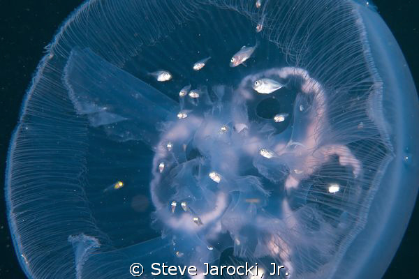 Fish N' Jelly
At Lake Worth Lagoon early one Saturday mo... by Steve Jarocki, Jr. 