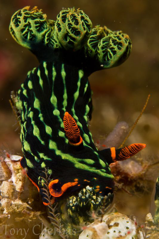 Nembrotha Munching by Tony Cherbas 