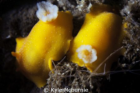 found these two nudis in the la jolla canyon
canon 40d +... by Kyle Mcburnie 