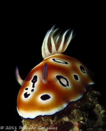 chromodoris leopardus with a rare smile between the rhino... by Ricardo Gonzalez 