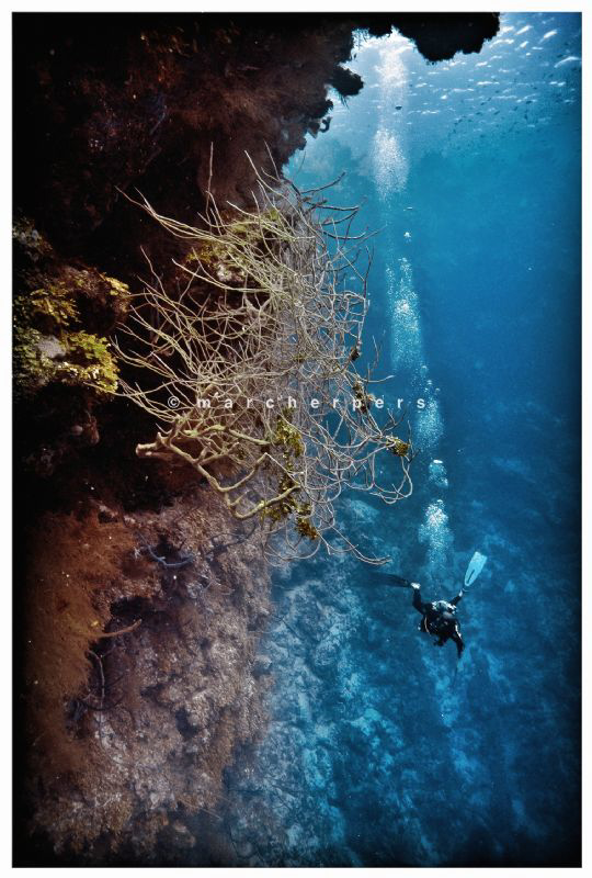Off coast Roatan i shortly pointed my camera back and cap... by Marc Herpers 