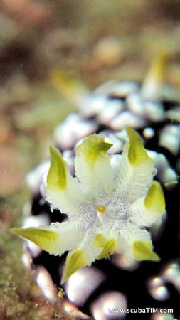 What's inside the "flower"...

strobeless photography -... by Tim Ho 