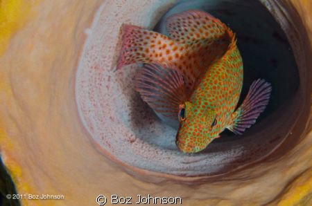Koni in a sponge. Nikon d7000 with Ikelite housing, Inon ... by Boz Johnson 
