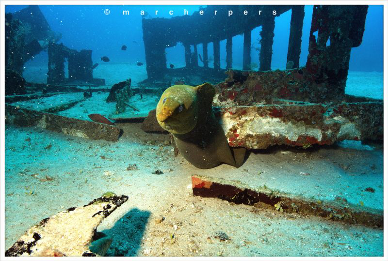 This moray eel looked rather tensed and kept testing our ... by Marc Herpers 