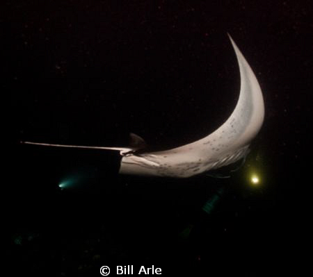Night manta dive.  Big Island, Hawaii.  Thanks, Kona Honu... by Bill Arle 