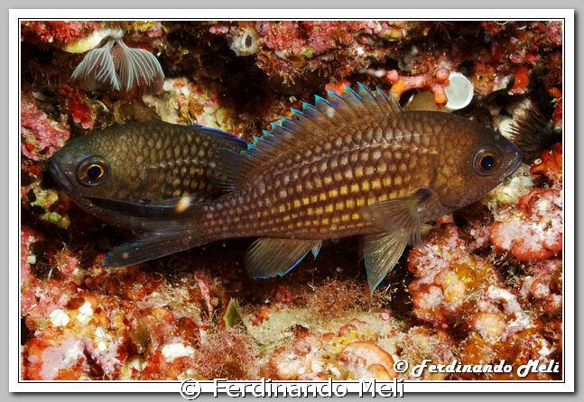 Two Chromis chromis sleeping together. by Ferdinando Meli 