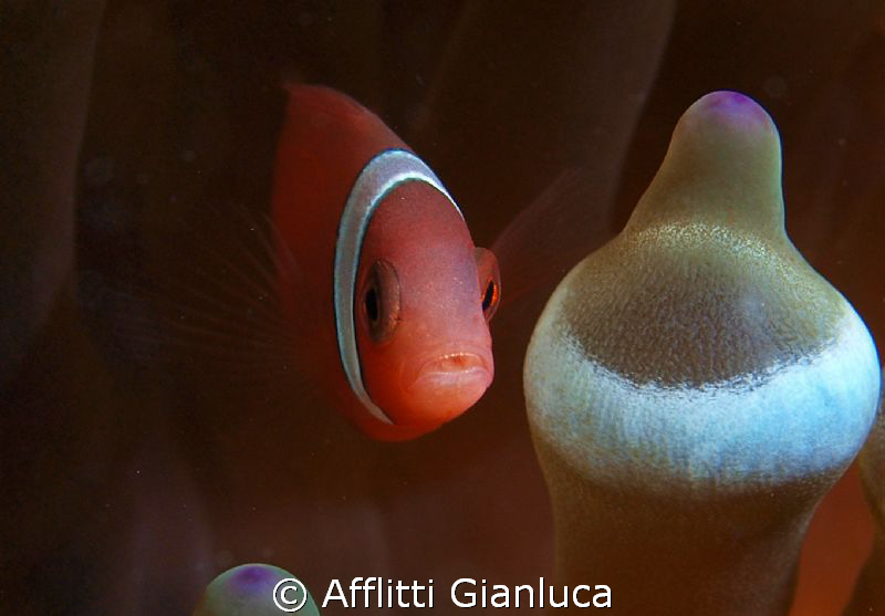 clown fish by Afflitti Gianluca 