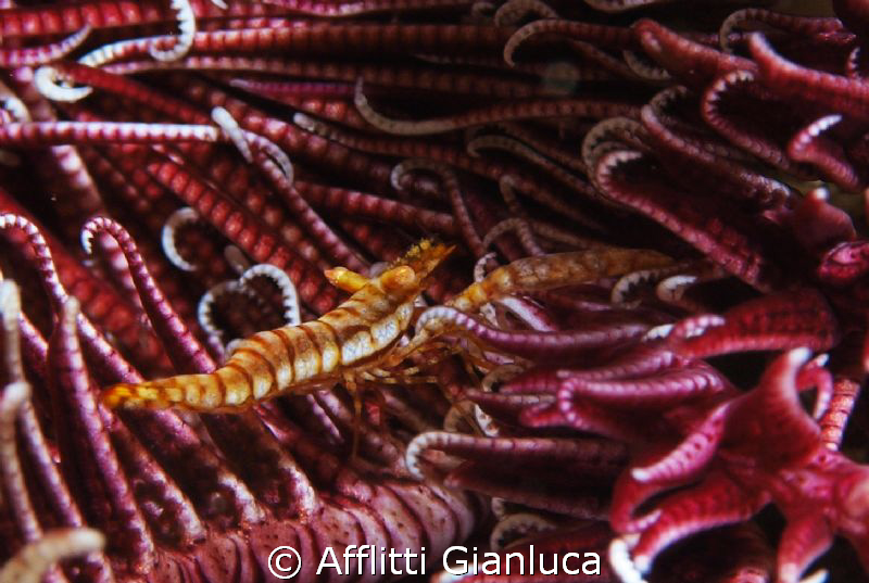 periclimenes amboinensis by Afflitti Gianluca 
