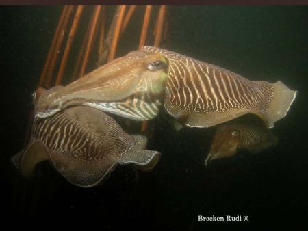 Cuttle fich taken in Holland by Brocken Rudi 