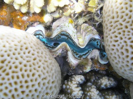 Mosaic coral&Giant clam by Yakout Hegazy 