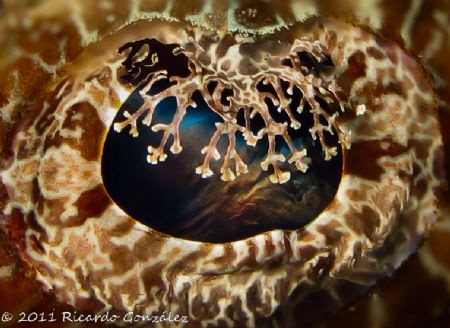 Crocodile fish eye close up with a sunset on its mind by Ricardo Gonzalez 