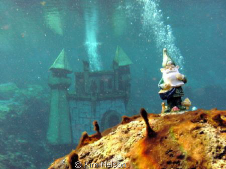 My dive buddy Dock @ Weeki Wachee Springs. by Kim Nelson 