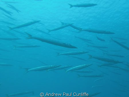 big ggest shoal of Barracuda I´´ve ever see.
 by Andrew Paul Cunliffe 