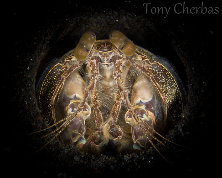 Spearing Mantis by Tony Cherbas 