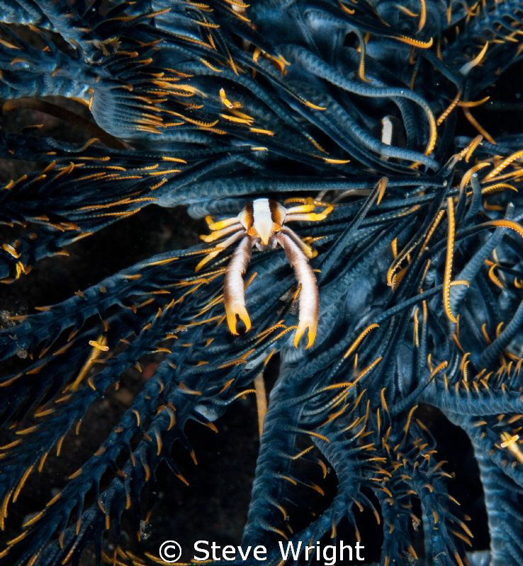 Squat Lobster,Tulamben, Bali. by Steve Wright 