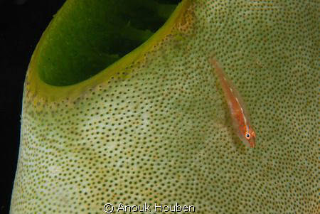 goby on a tunicate by Anouk Houben 