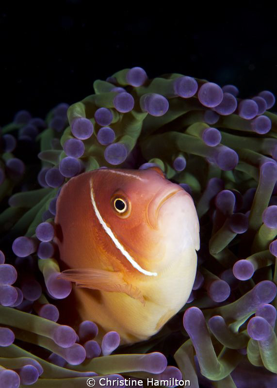 In the Purple Anemone by Christine Hamilton 
